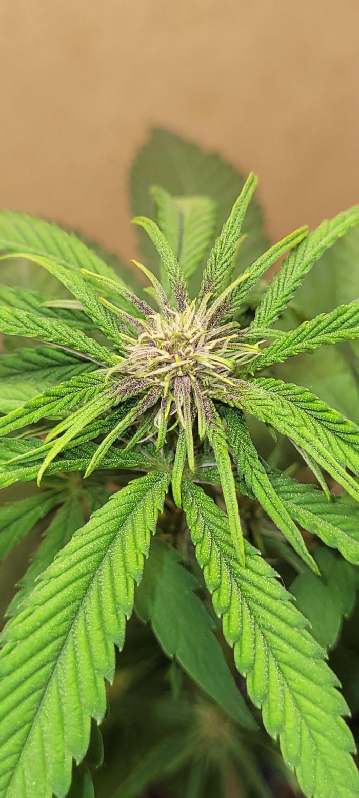 Frost Banger F1. Week 3 - this frostbanger is getting some purple  