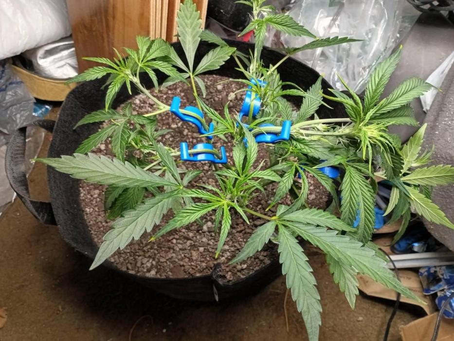 Fatso GMO F1 auto. Week 1