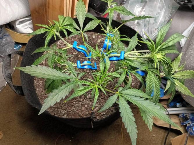 2-in-1 Grow Tent 120x90x180cm (4'x3'x6'). Week 1
