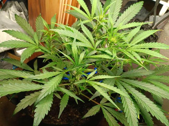 2-in-1 Grow Tent 120x90x180cm (4'x3'x6'). Week 2