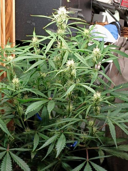 2-in-1 Grow Tent 120x90x180cm (4'x3'x6'). Week 3