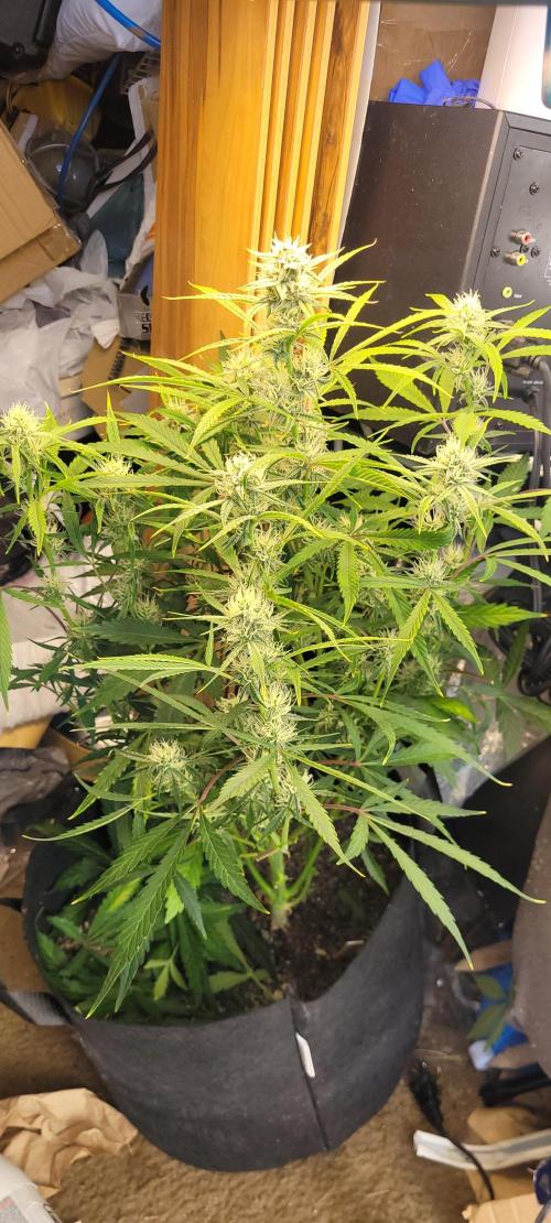 2-in-1 Grow Tent 120x90x180cm (4'x3'x6'). Week 4