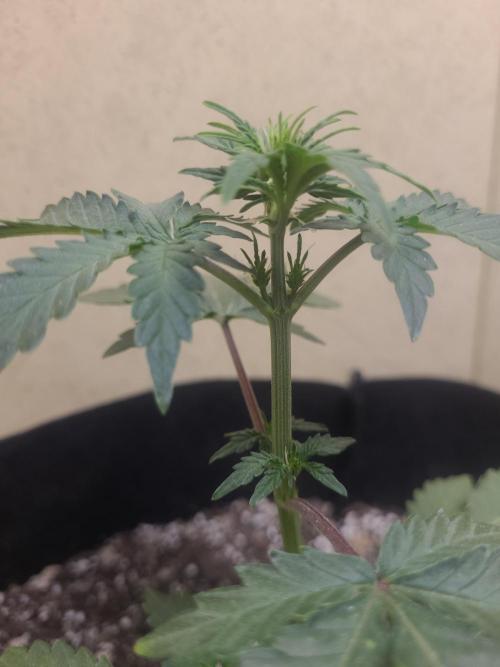 Mendo Guava auto 42FB. Week 5 - doing okay om the smaller side but we will see