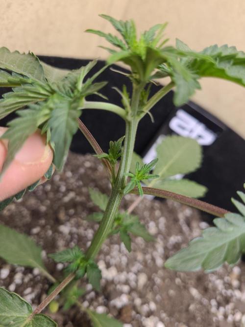 Mendo Guava auto 42FB. Week 5