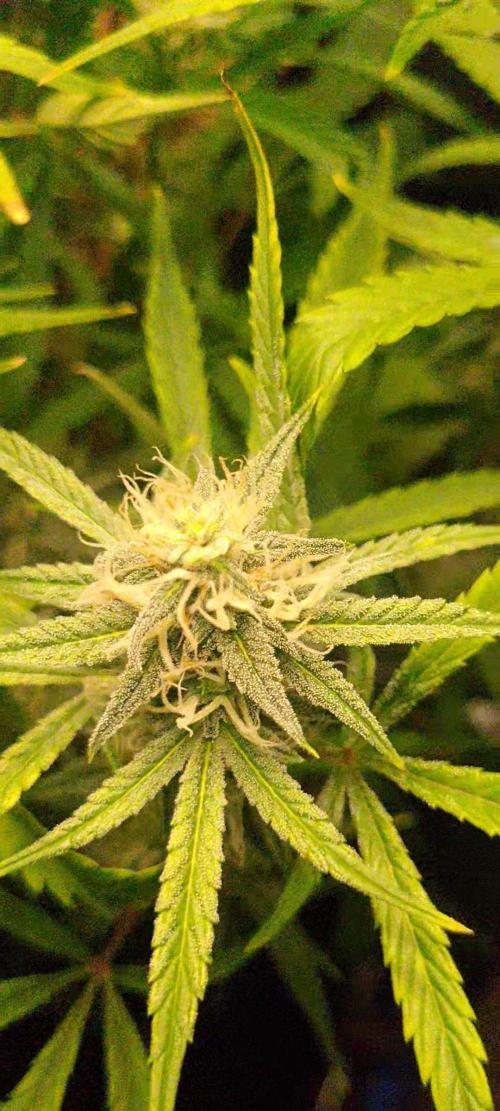 Fatso GMO F1 auto. Week 5 - just wow looking good 