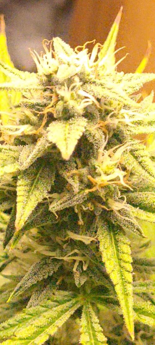 Fatso GMO F1 auto. Week 5 - frost coming in nicely 