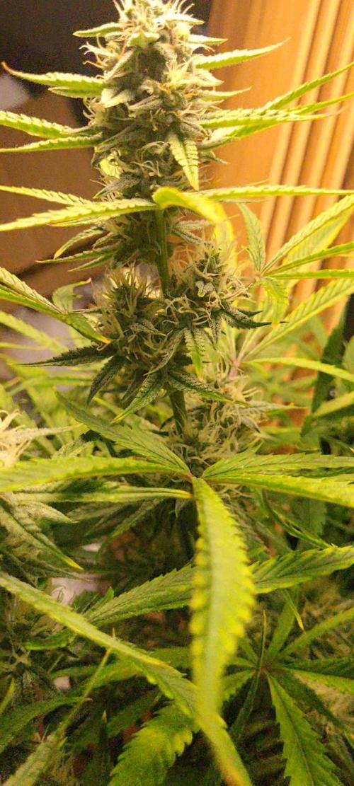 Fatso GMO F1 auto. Week 5 - stacking seems to be decent