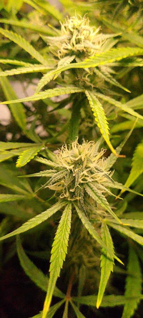 Fatso GMO F1 auto. Week 5 - even the lower ones are covered in tricombs in first 2 weeks of flower