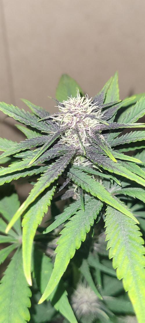 Frost Banger F1. Week 5