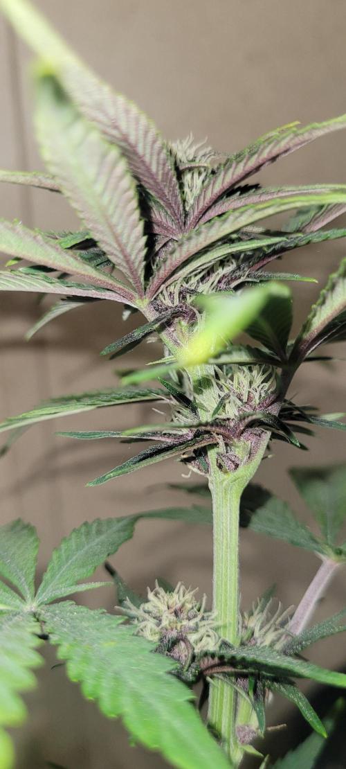 Frost Banger F1. Week 5