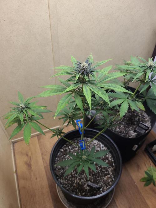Frost Banger F1. Week 5