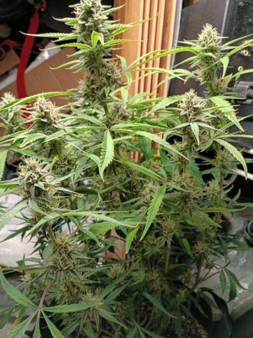 Fatso GMO F1 auto. Week 6