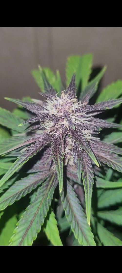 Frost Banger F1. Week 6 - this frostbanger f1 is suprising me more and more has anyone seen a frostbanger so purple ? 