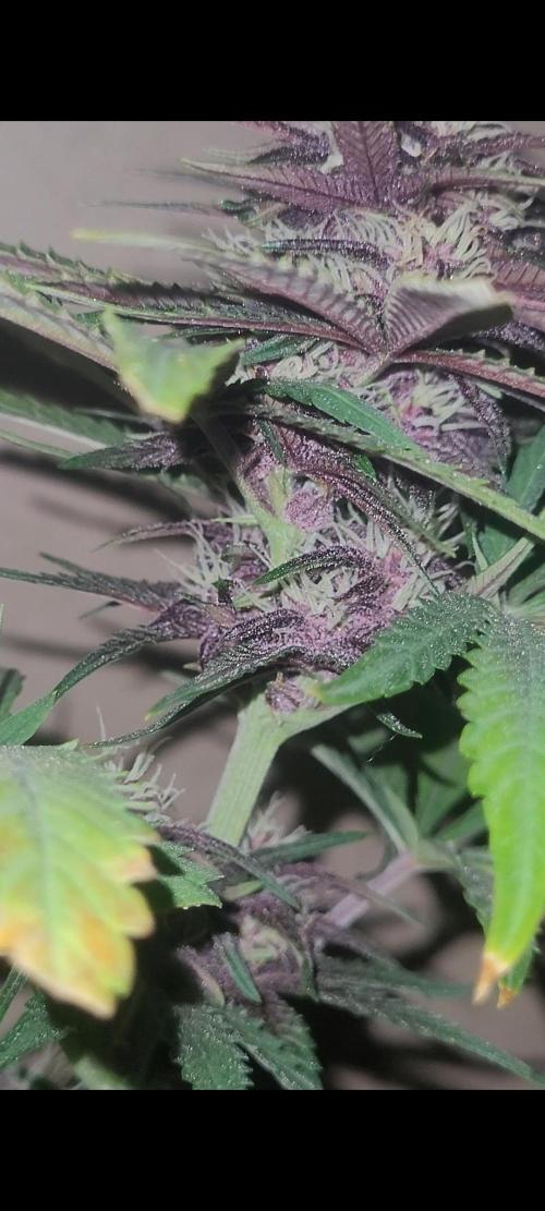 Frost Banger F1. Week 6 - stacking is decent