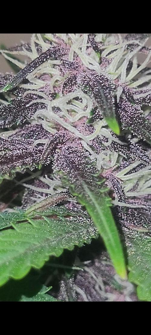 Frost Banger F1. Week 6 - pink tricombs?