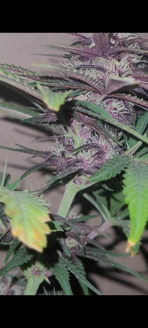 Frost Banger F1. Week 6 - wow