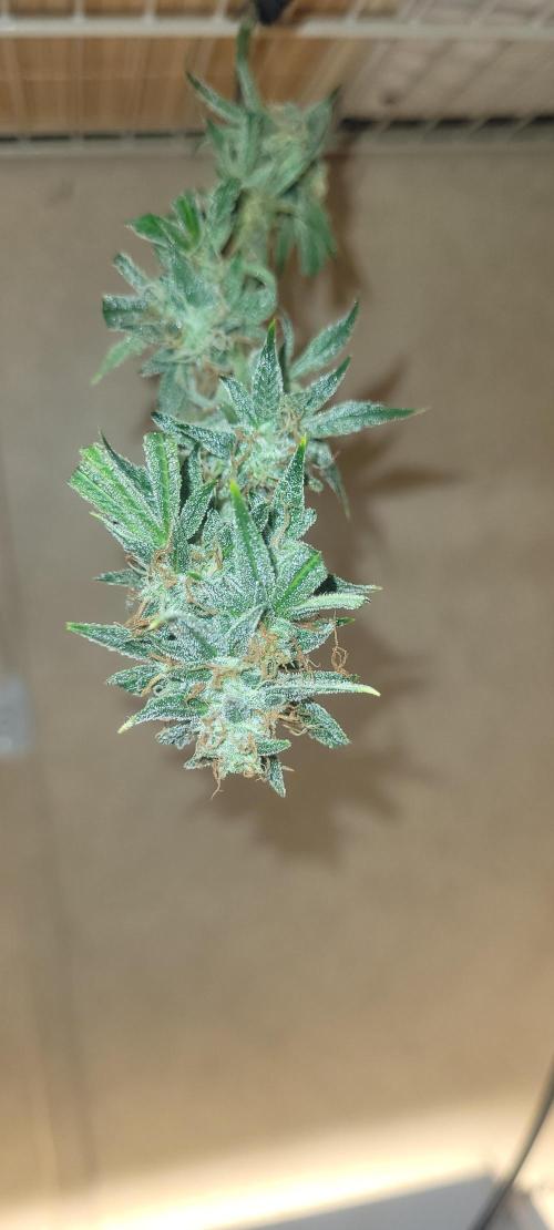 Fatso GMO F1 auto. Week 7 - shewwy 