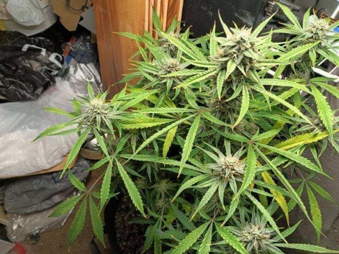 Fatso GMO F1 auto. Week 7 - man this is gonna be the shit 