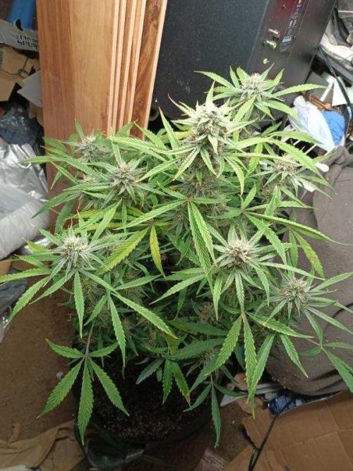 Fatso GMO F1 auto. Week 7 - man just a beauty 