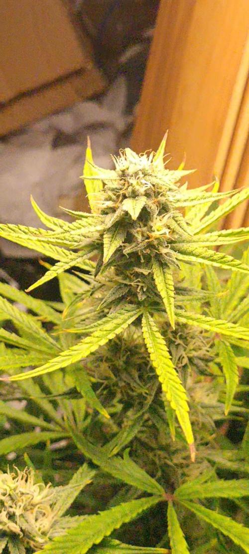 Fatso GMO F1 auto. Week 7 - almost done, but a week or so before the chop 