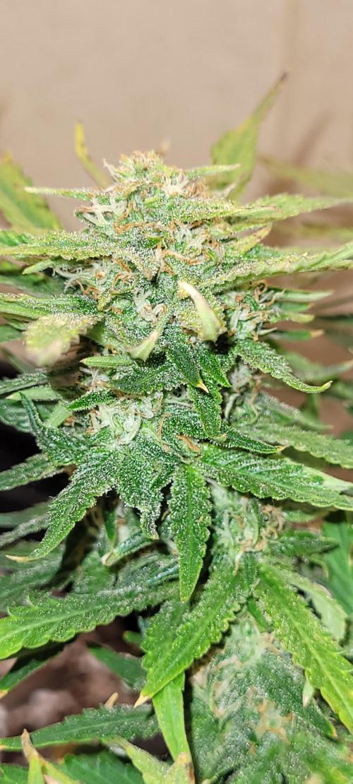 Mendo Guava auto 42FB. Week 6 - mendo guava auto  boi !!!!! 