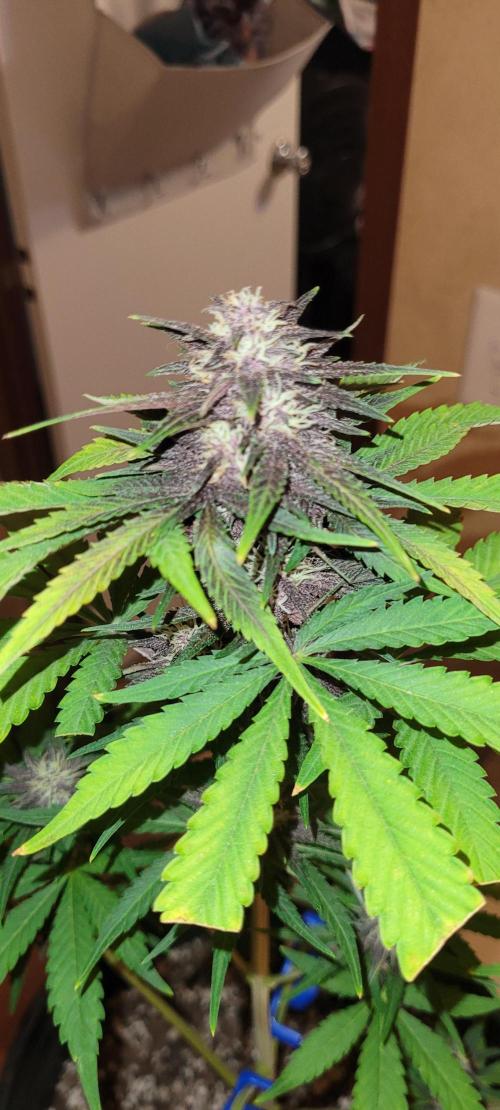 Frost Banger F1. Week 7