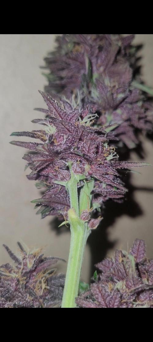 Frost Banger F1. Week 8 - a little early on the cut but hey you ain't gotta do that this stuff is beyond fascinating to watch