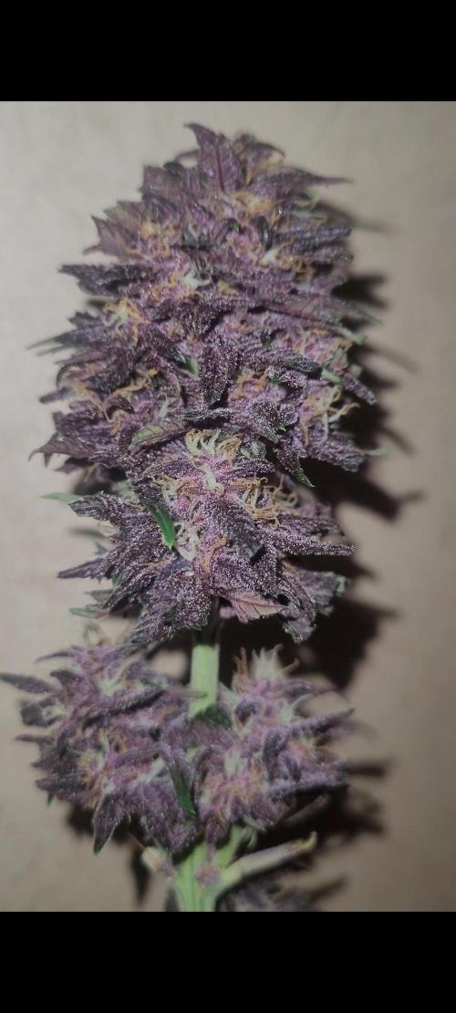 Frost Banger F1. Week 8 - man this shit gon be goooood.