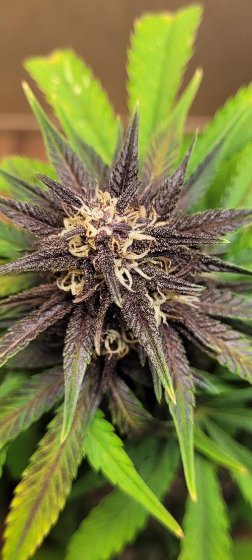Frost Banger F1. Week 8 - straight masterpiece 