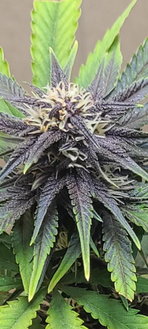 Frost Banger F1. Week 8 - 🤤🤤🤤