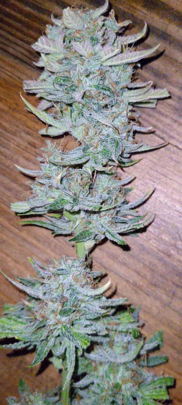 Mendo Guava auto 42FB. Week 8