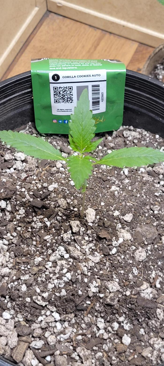 bakery. Week 1 - gorilla cookies seems to be starting without issue