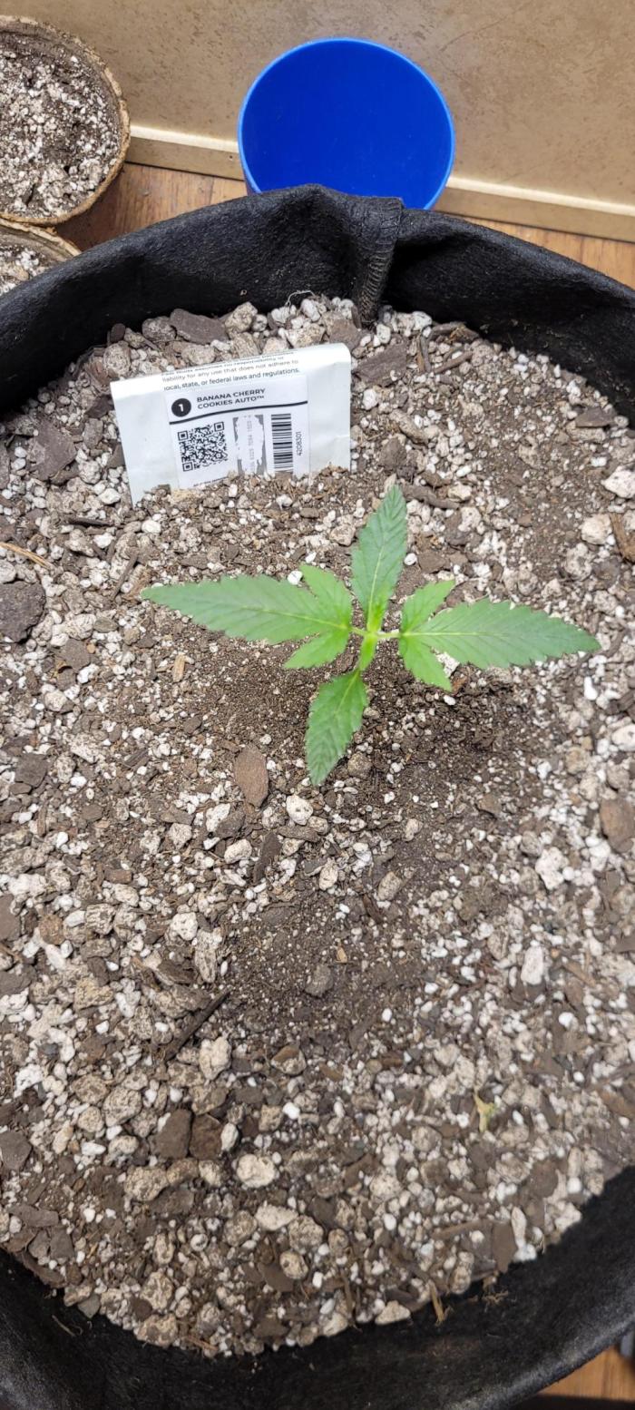 Banana cherry cookies auto fb. Week 1 - banana cherry cookies 