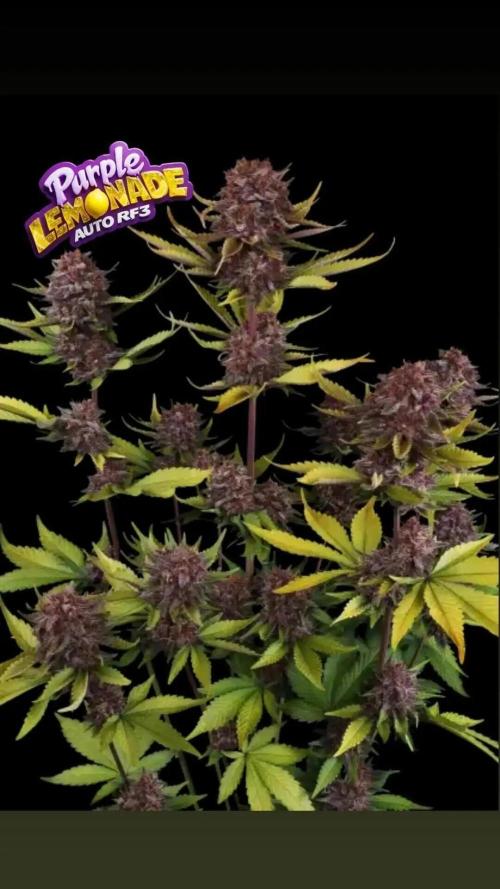TS600 100W Full Spectrum LED. Week 0