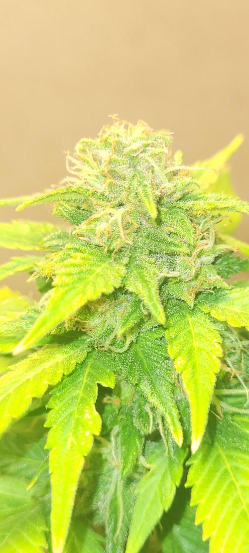 Banana cherry cookies auto fb. Week 7 - Chrystally 