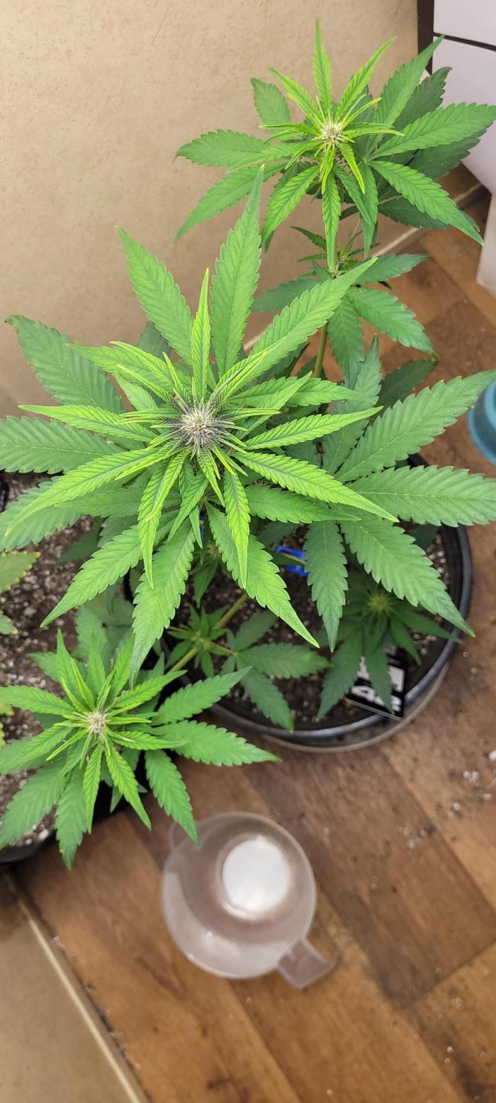 purple lemonade. Week 2