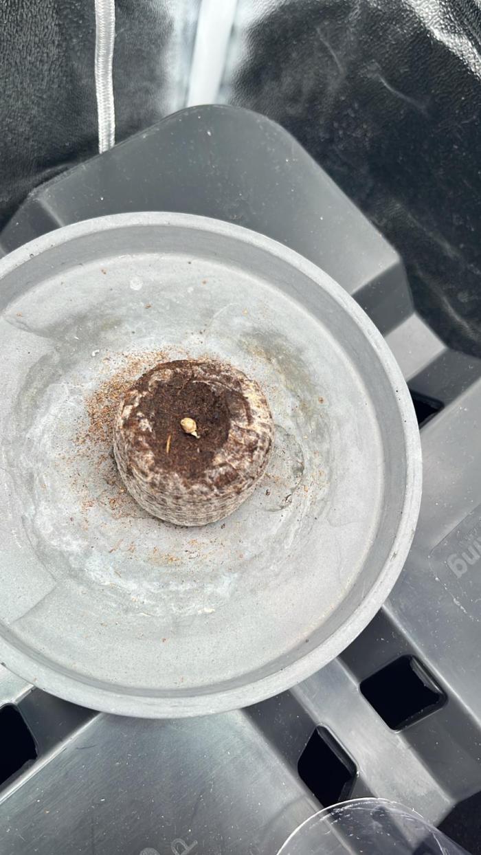 RQS Biscotti 26 grow journal by r4mb4 - GrowDiaries