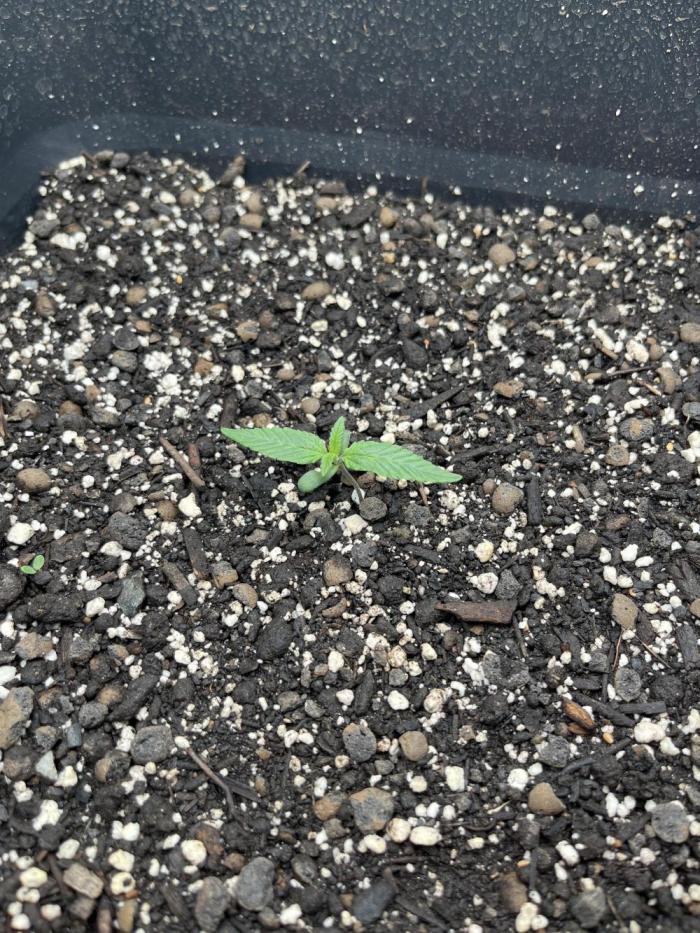 RQS Biscotti 26. Week 1