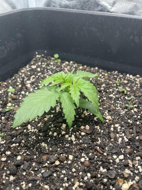 RQS Biscotti 26. Week 2