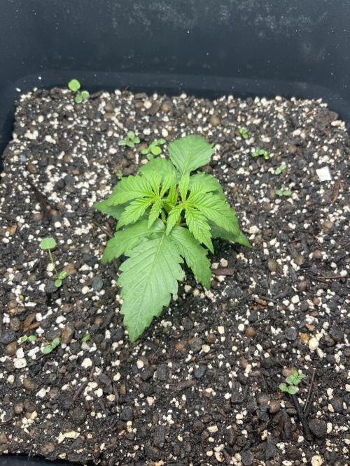 RQS Biscotti 26. Week 2