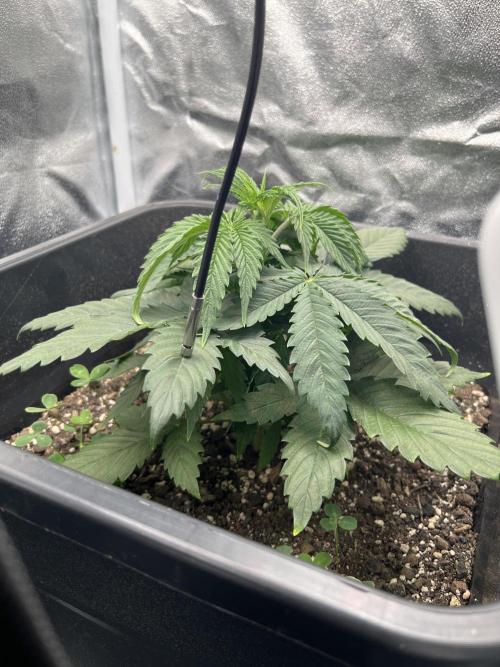 RQS Biscotti 26. Week 4