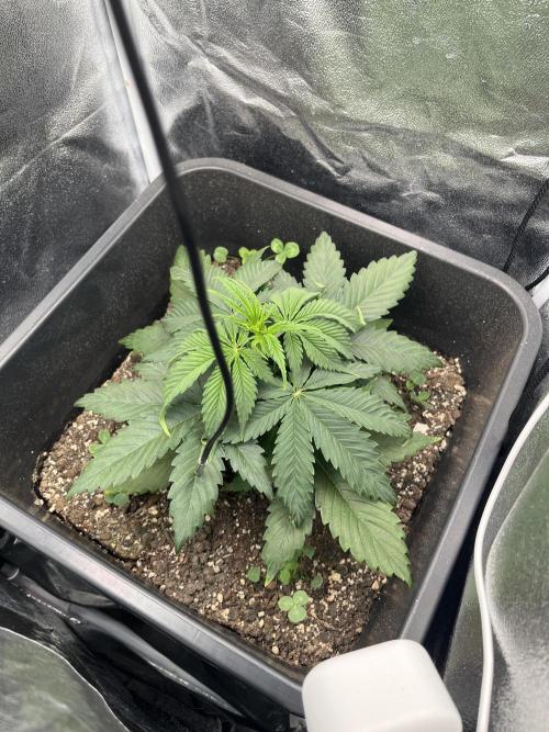 RQS Biscotti 26. Week 4