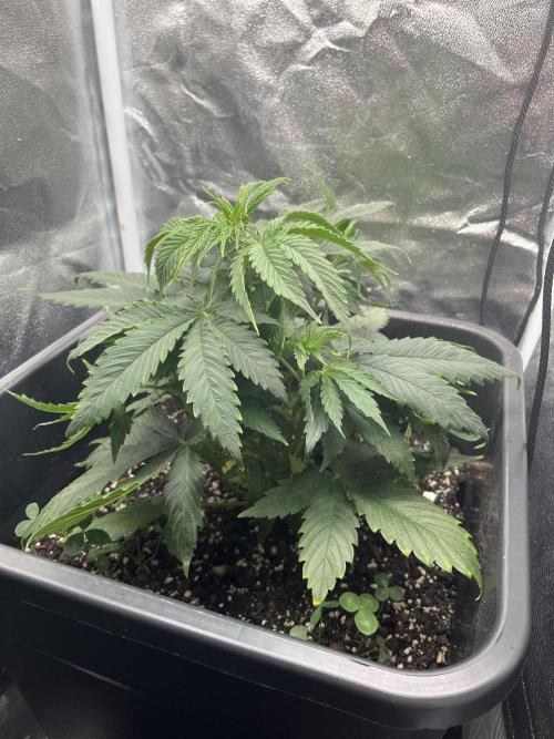 RQS Biscotti 26. Week 5