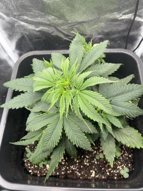 RQS Biscotti 26. Week 5