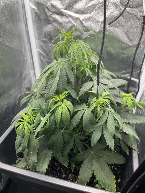 Biscotti. Week 6