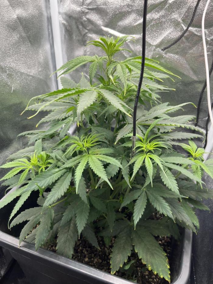 RQS Biscotti 26. Week 6 - looking much more happy today :)