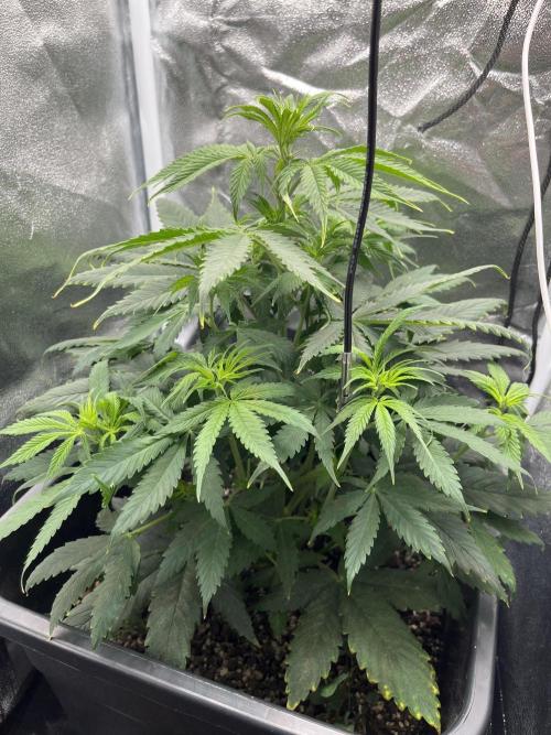 Biscotti. Week 6
