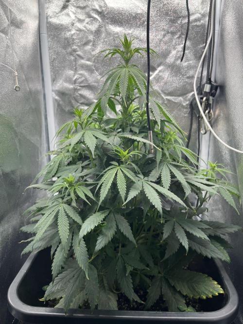 RQS Biscotti 26. Week 7