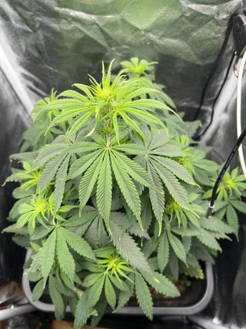 RQS Biscotti 26. Week 7