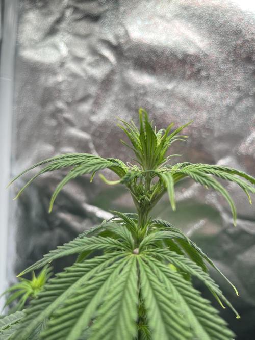RQS Biscotti 26. Week 7